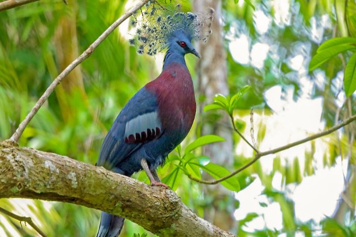 1-2 victoria kroonduiven (goura victoria)