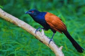 2-2 chinese spoorkoekoek (centropus sinensis)