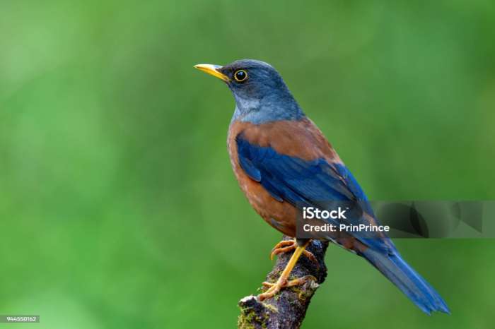 turdus rubrocanus