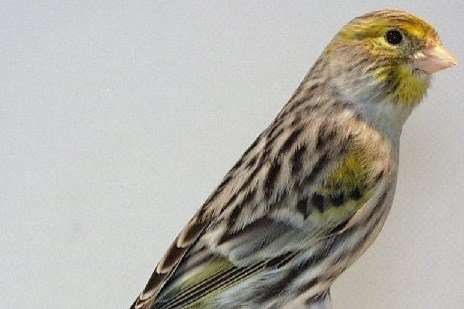 geel mozaiek kanaries tt waardig