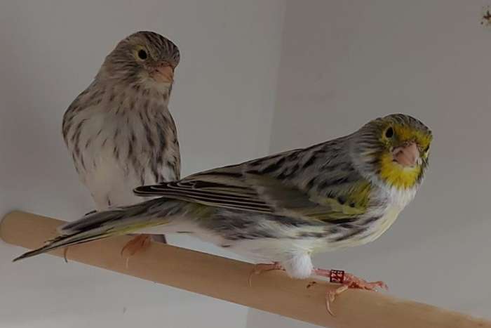 geel mozaiek kanaries tt waardig