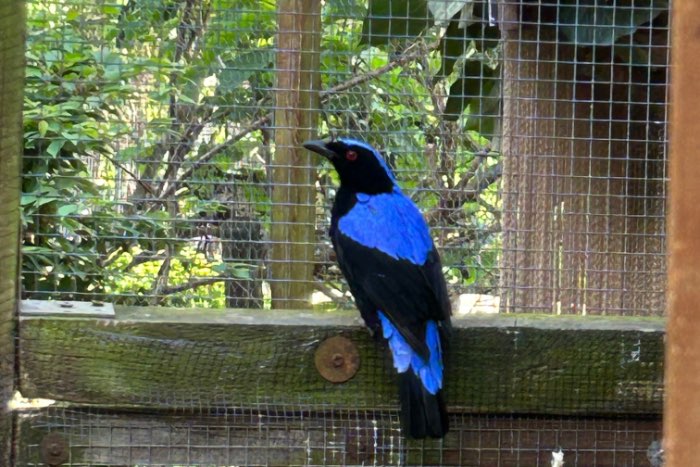 irena puella, timor lijsters