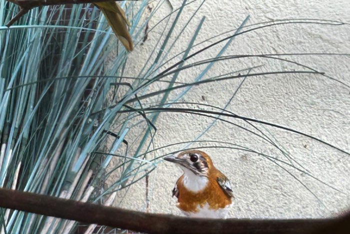 irena puella, timor lijsters