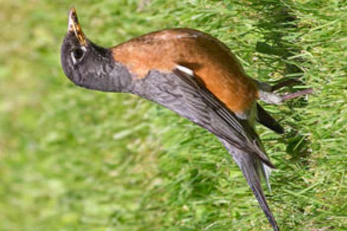 roodborstlijster pop