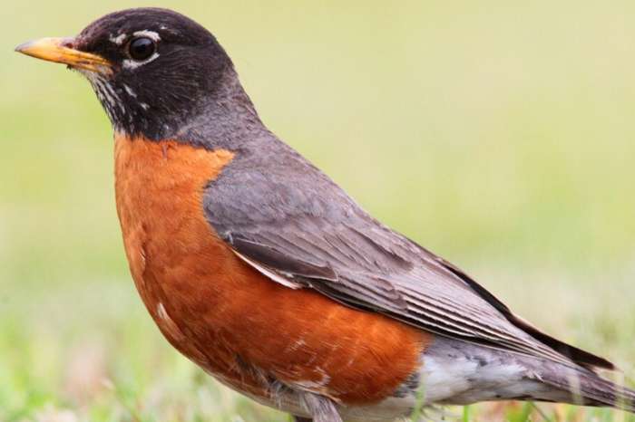 roodborstlijster pop