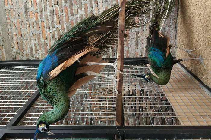 pavo muticus muticus