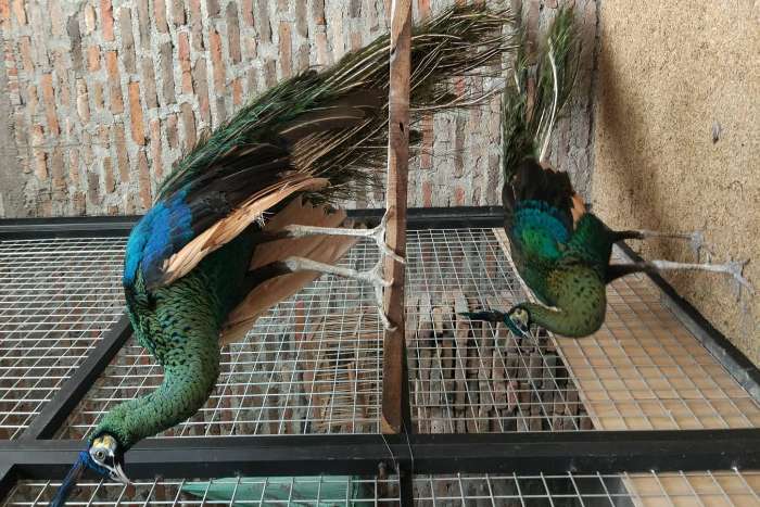 pavo muticus muticus