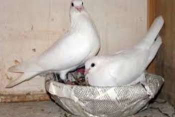 prachtige oud amsterdamse tipplers in de kleur wit...!