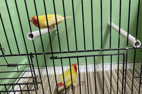 koppel lutino roodkoppapegaaiamadine