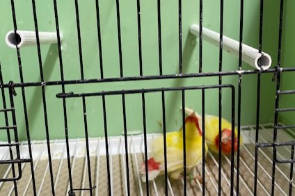 koppel lutino roodkoppapegaaiamadine