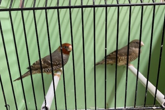 koppel roodkopamadine