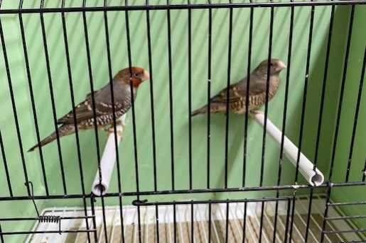 koppel roodkopamadine