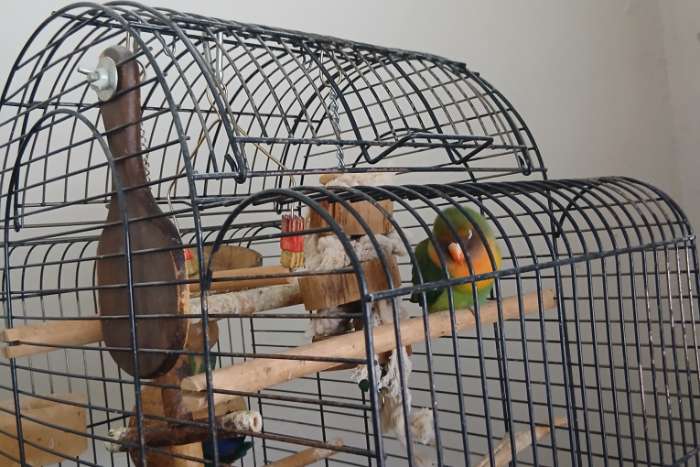 2 agapornissen te koop vanwege allergie van mijzelf en de vrouw.