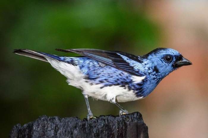 pair of oryzoborus maximiliani