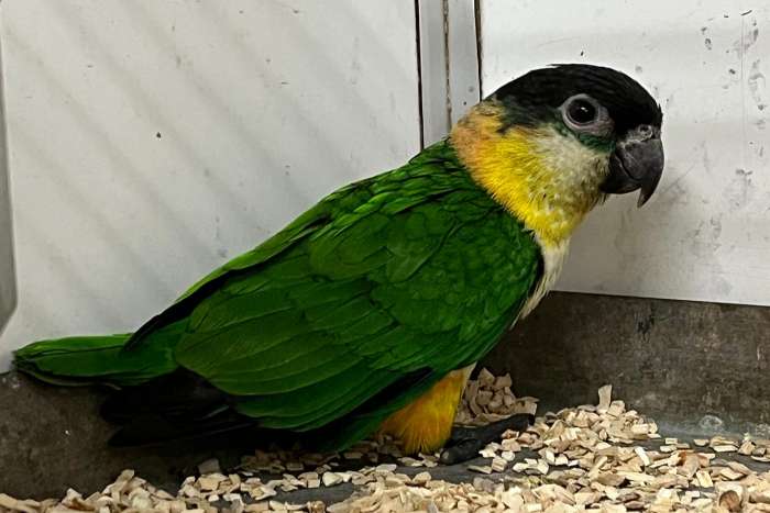 zwartkop caique papegaai