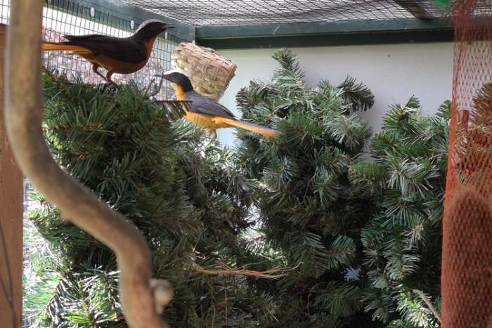 1-1 schubkop lawaaimakers grote soort.