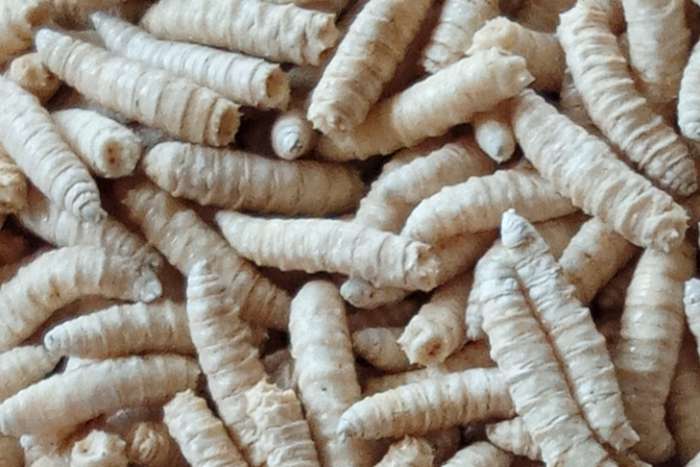 frozen insects / diepvries insecten promopacks !!!