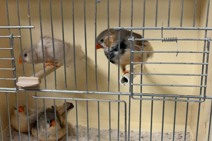 mooie grote zebra vinken