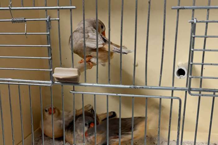 mooie grote zebra vinken