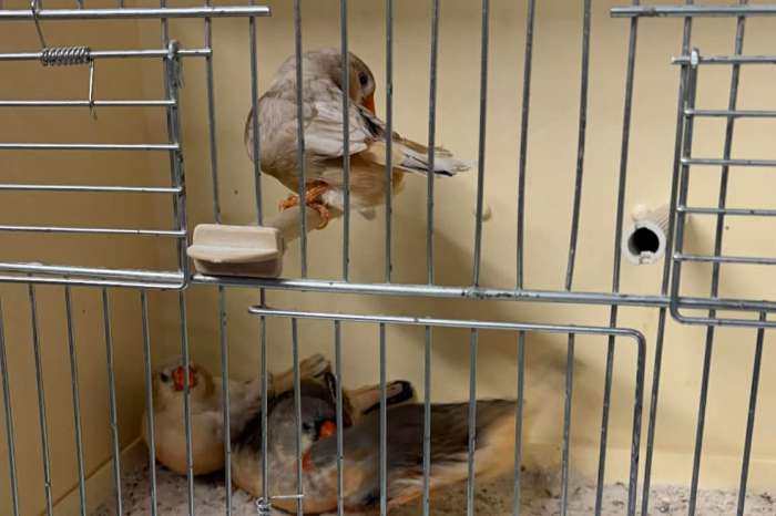 mooie grote zebra vinken