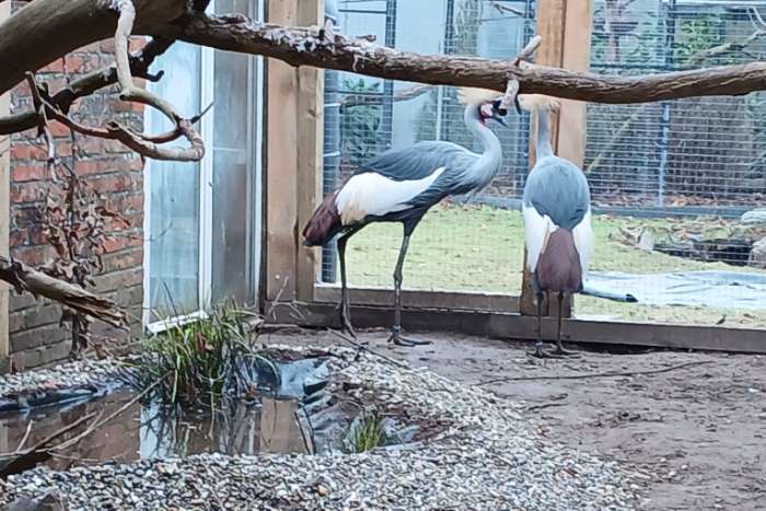 kroonkraanvogels koppel