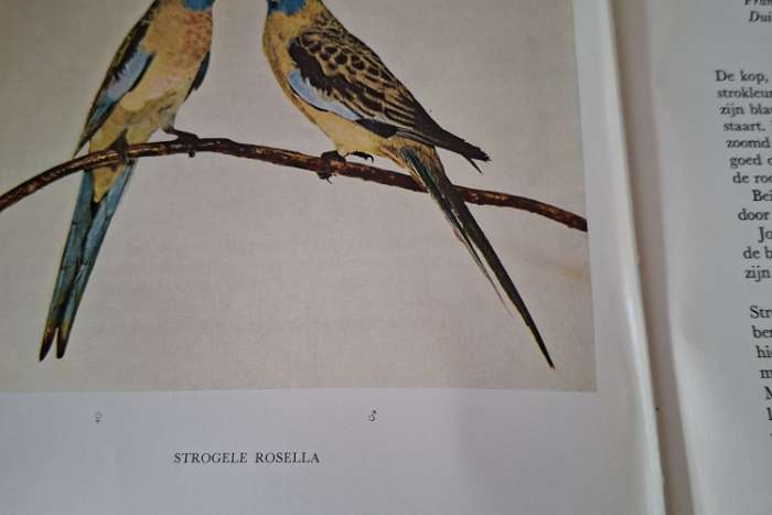diverse vogelboeken