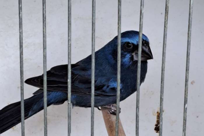 braziliaanse blauwe bisschop