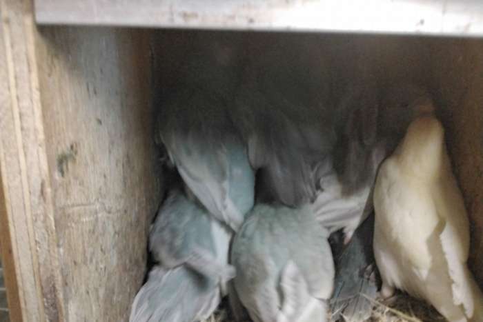 jonge kakariki in  gezoomd