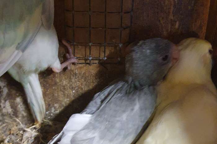 jonge kakariki in gezoomd