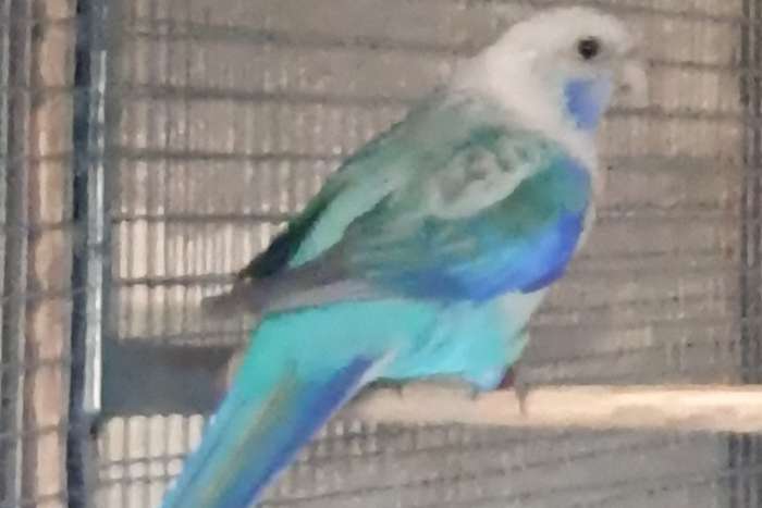 kwman blauwpastel/ zwart rosella 23