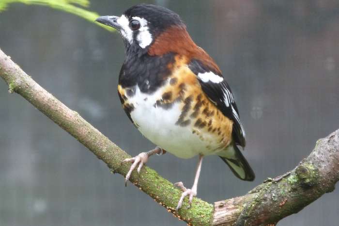 kastanjeruglijster  pop