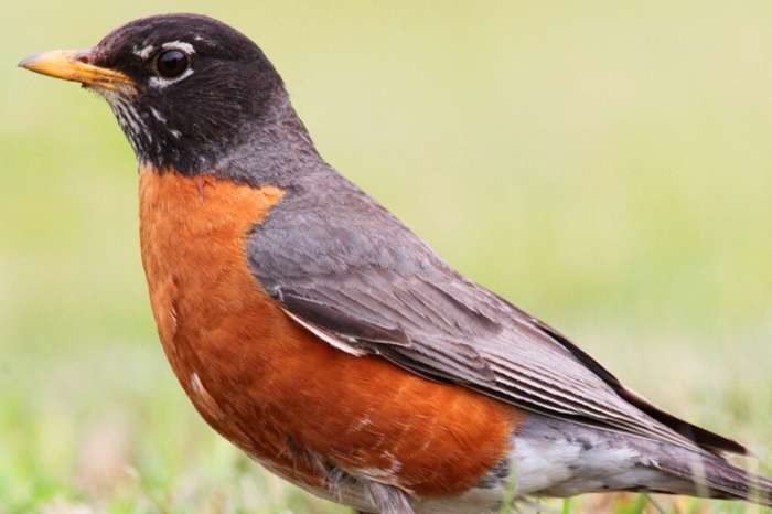 roodborstlijster man