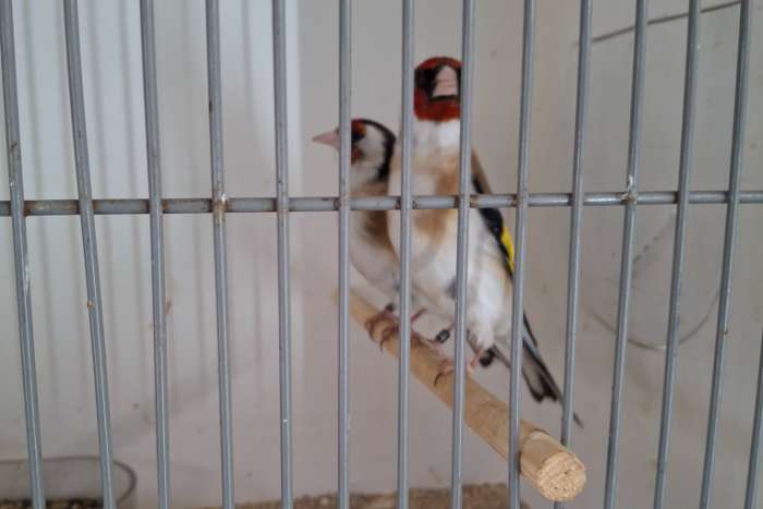 koppel major putters wildkleur