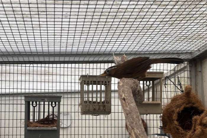 te koop chinespotlijster