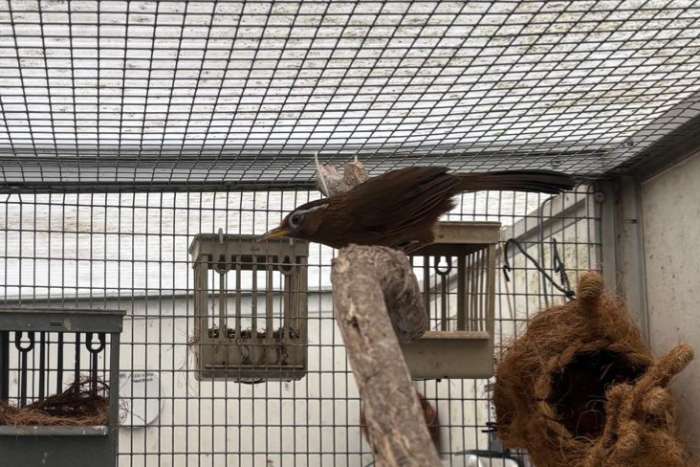 te koop chinespotlijster