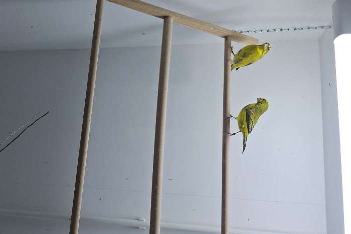 zwavelgele dikbekcini