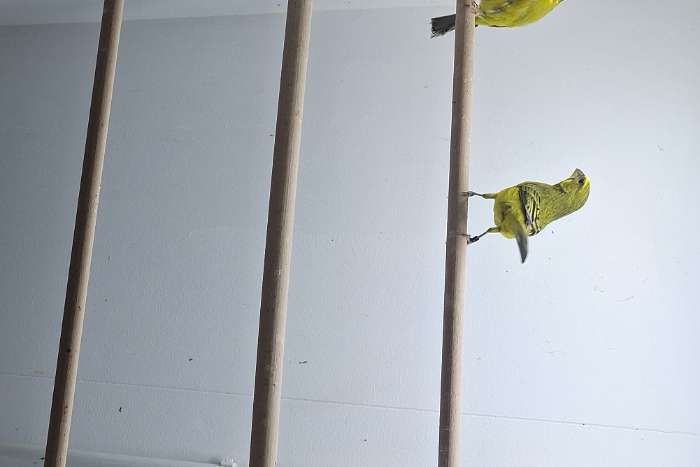 zwavelgele dikbekcini