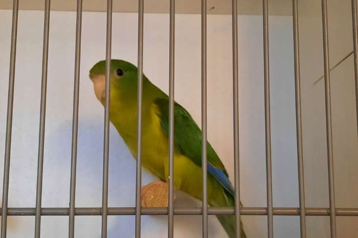 citroenparkiet - citroen parkiet