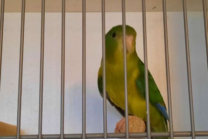 citroenparkiet - citroen parkiet