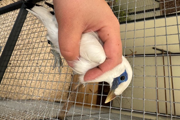 correcte balispreeuw pop van 2025