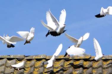 zeldzaam ras hambuger vliege kalotte, zeldzaam in nederland