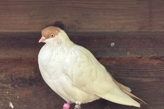 zeldzaam ras hambuger vliege kalotte, zeldzaam in nederland