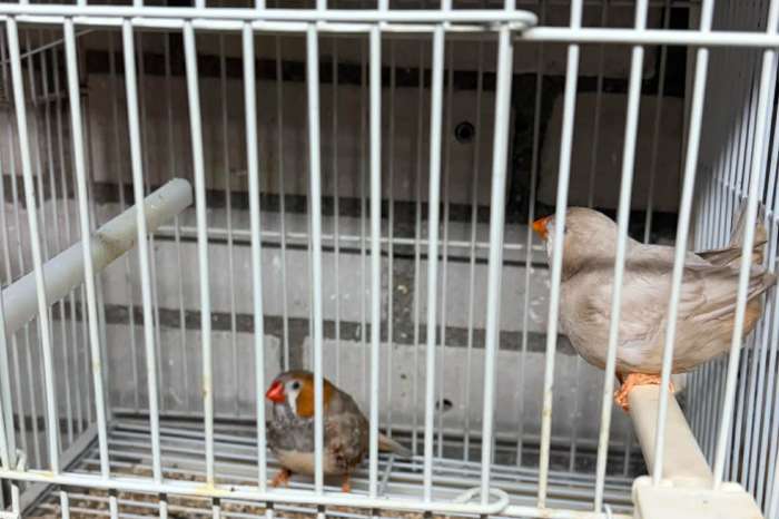 mooie grote zebra vinken