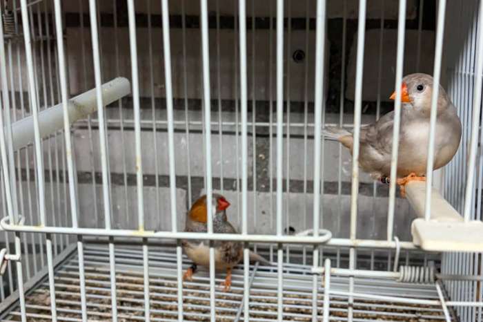 mooie grote zebra vinken