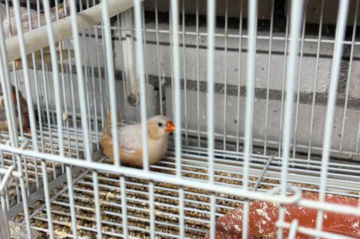 mooie grote zebra vinken