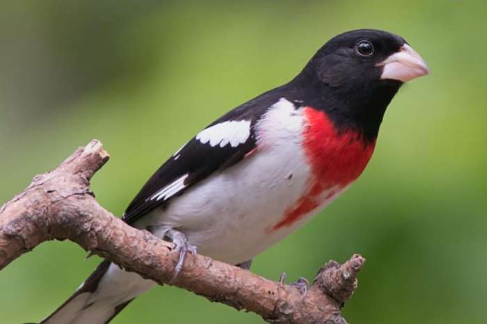 female pheucticus ludovicianus