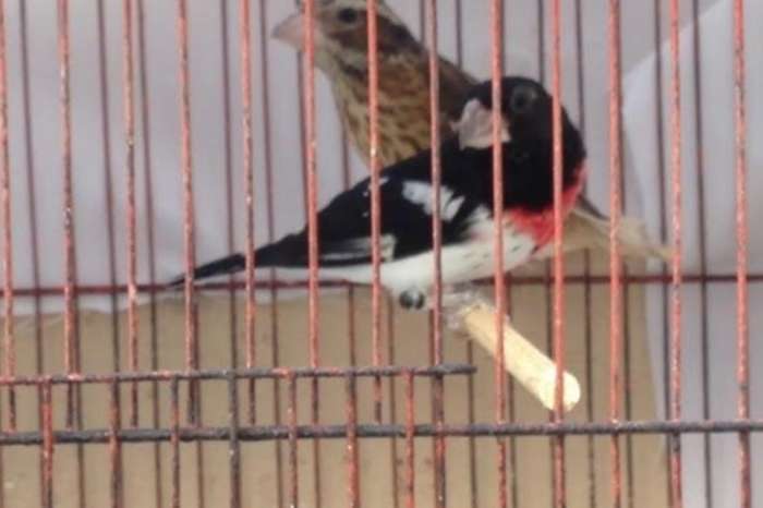 female pheucticus ludovicianus