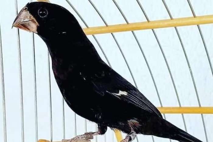 pair of oryzoborus maximiliani