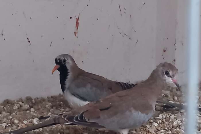 koppel zwartmaskerduifjes