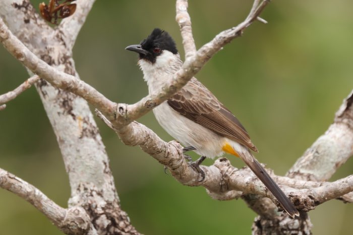 3-3 koetilang buulbuul (pycnonotus aurigaster)